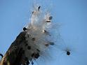 2008-10-11_Tiverton_Trustom 073
